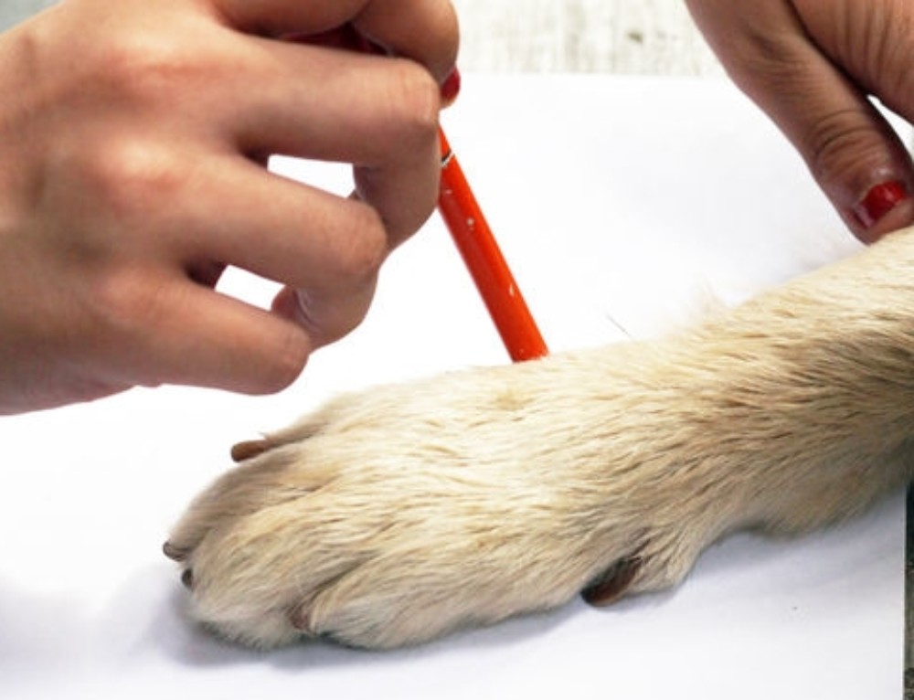 Measure Dog’s Paws Accurately For The Proper Fit | Alldogboots Blog