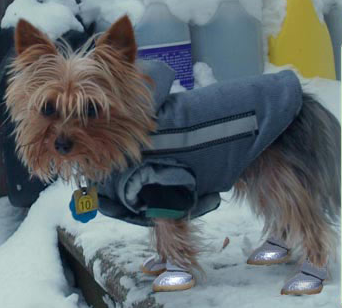 yorkie shoes for dogs