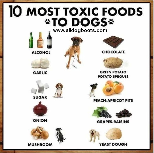 Foods that are Toxic to Dogs - 10 Foods to Avoid