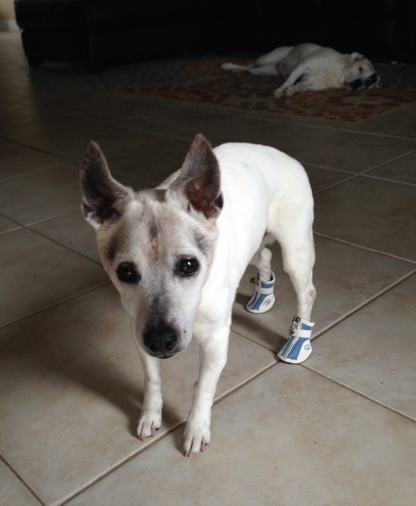 Jack Russell Wears Non Slip Dog Booties for Arthritis