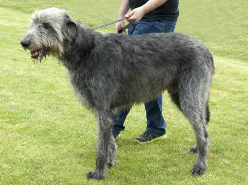 Irish Wolfhound