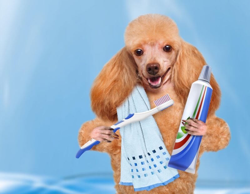 Why Do Dogs Need Their Teeth Brushed at Carol Anderson blog