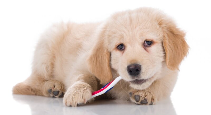 The Importance of Dental Care For Dogs