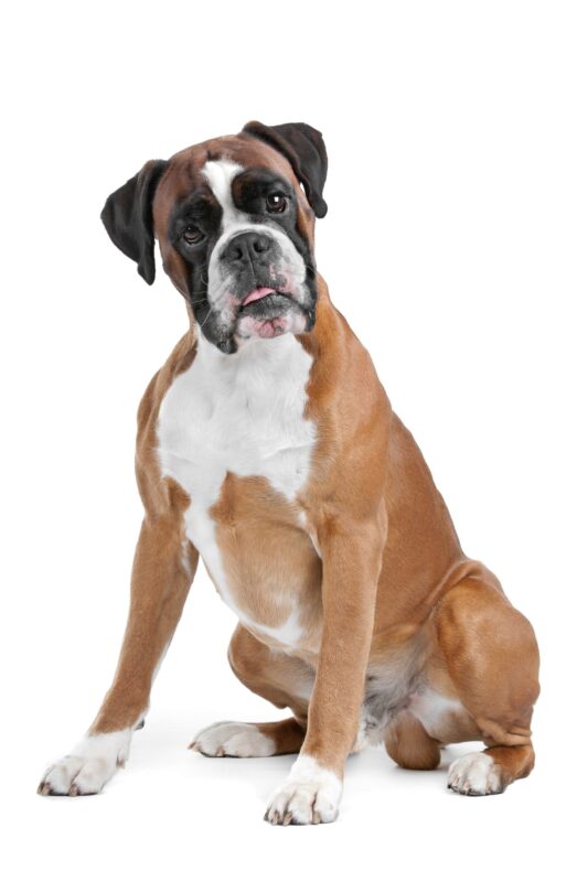 boxer dog breed of