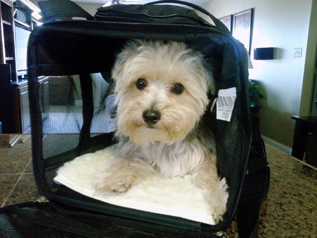 Travelling With My Small Dog on an Airplane | Alldogboots Blog