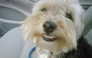 cooper smiling dog
