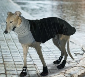 dog walking in rain boots