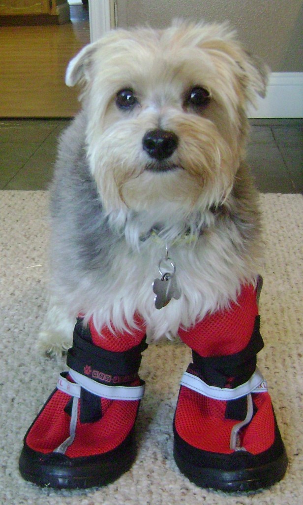 size dog boots properly