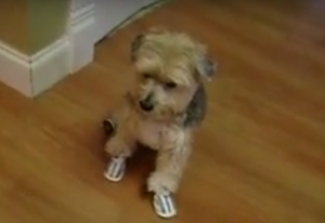 cooper wears summer dog booties