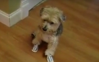 cooper wears summer dog booties