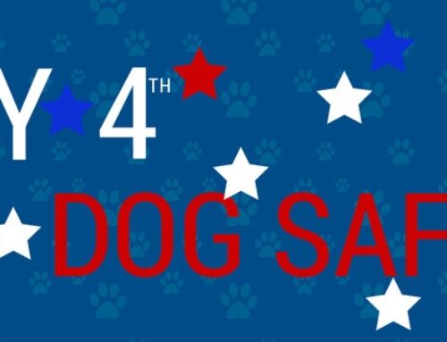 4th of July Safety Tips For Your Dog