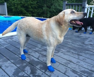dog-water-boots (1)