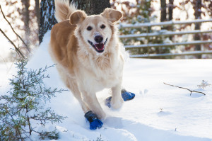 happy-dog-wearing-snow-boots