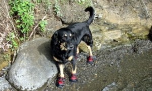 hiking-dog-boots (1)