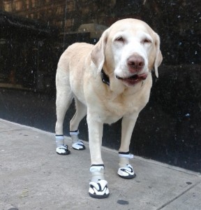 orthopedic-dog-boots (1)