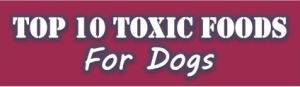 toxic dog foods