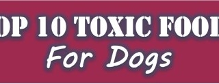 toxic dog foods