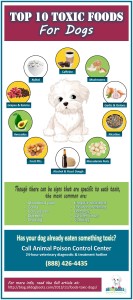 Foods that are toxic for dogs