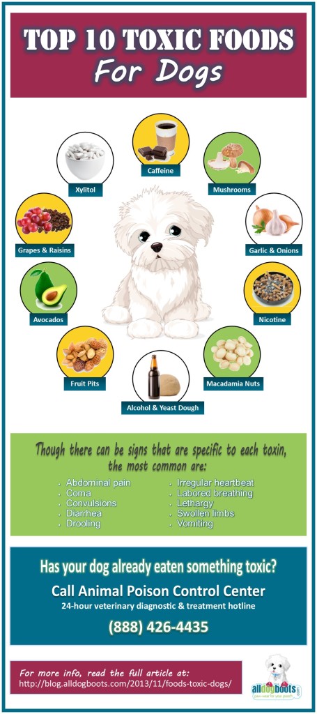 Foods that are Toxic to Dogs - 10 Foods to Avoid | Alldogboots Blog