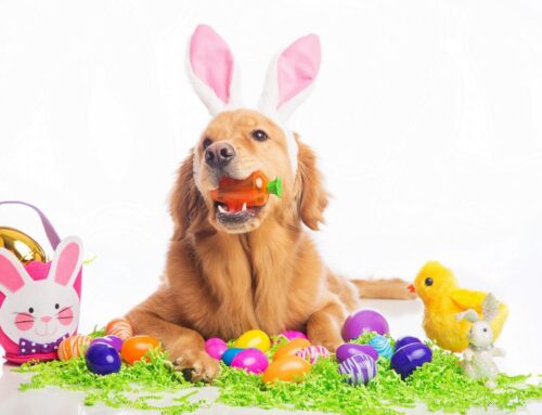 Keeping Your Dog Happy & Healthy at Easter