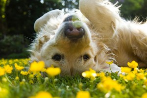 Dog enjoying Spring flowers