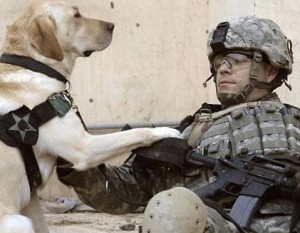 US War Dogs