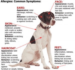 seasonal dog allergies