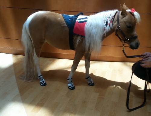 Miniature Service Horse Wears Dog Boots!