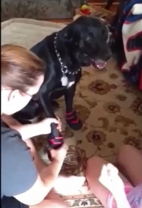putting boots on a dog