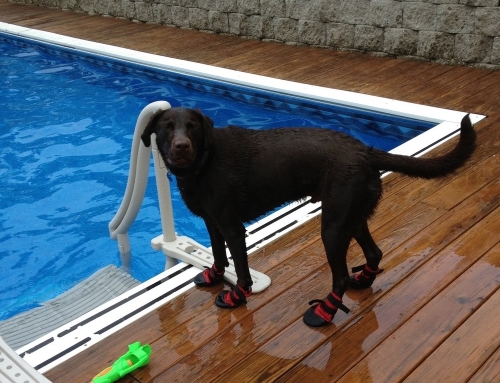 Rusty Wears Boots While Swimming In The Pool!