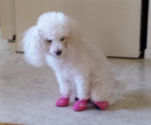 dog tries slippers