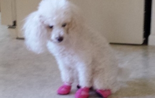 dog tries slippers