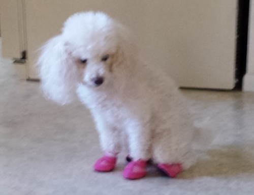 Miniature Poodle Tries Booties For The First Time!