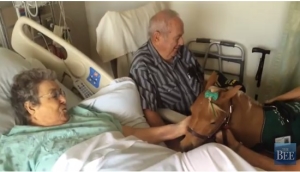 service horse comforts patients