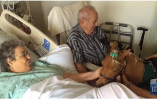 service horse comforts patients