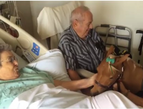Miniature Therapy Horse Comforts Patients at Sutter Hospitals