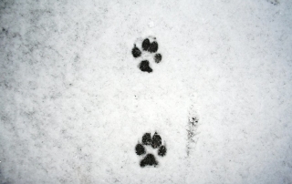 snow dog trail
