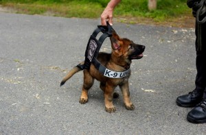 Boston Dog K9 Police
