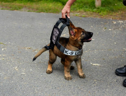 Boston Police K-9 Pup Captures Our Hearts