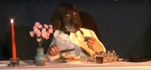 dog dines elegantly alone