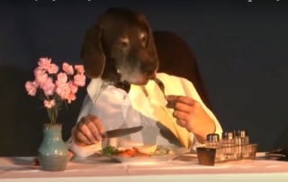 dog dines elegantly alone