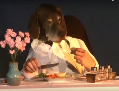 Dog Dines Elegantly Alone – So Funny, Must See!