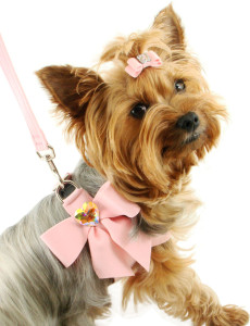 fancy dog harness and collar