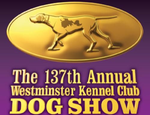 Westminster Dog Show:  Feb. 16-17:  Is Your Dog Show Quality?