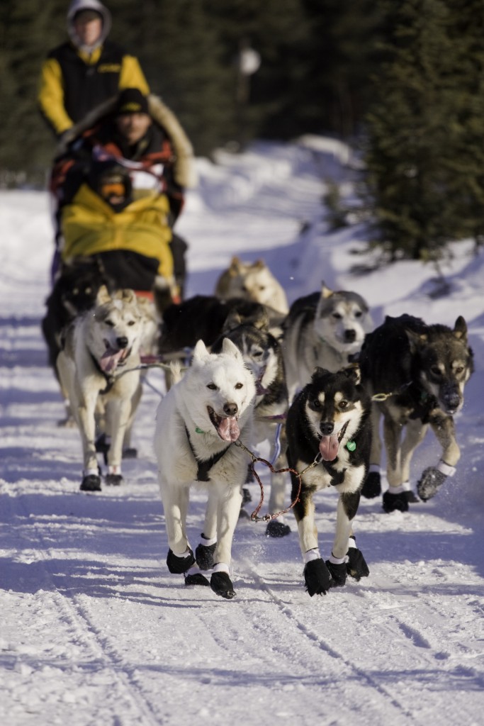 dogs sledding in the Iditarod race
