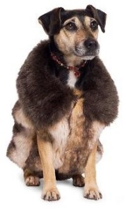 dog fur winter jacket
