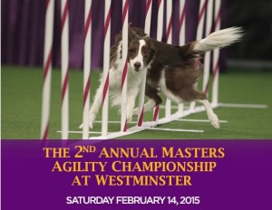 westminster agility competition