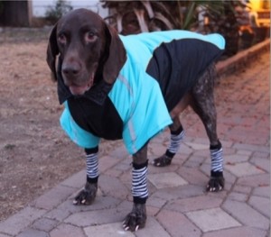 Winter Jacket for Dogs