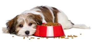 dog food allergy