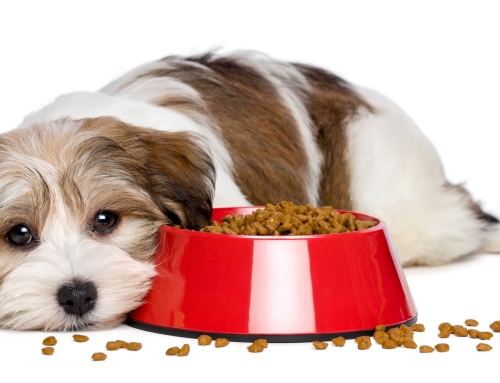 Does Your Dog Have Food Allergies?
